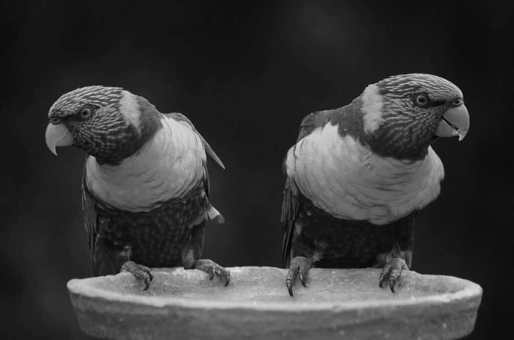 how-to-make-an-image-black-and-white-in-gimp-12-compressed - Online Tech Tips How to Make an Image Grayscale in GIMP image 4 - how-to-make-an-image-black-and-white-in-gimp-12-compressed