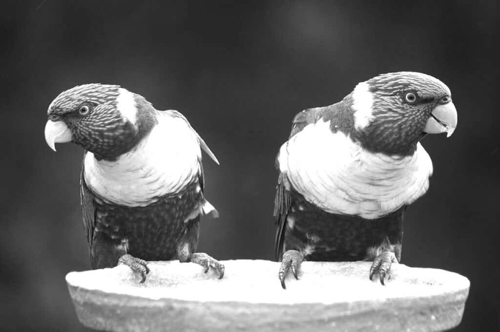 how-to-make-an-image-black-and-white-in-gimp-13-compressed - Online Tech Tips How to Make an Image Grayscale in GIMP image 5 - how-to-make-an-image-black-and-white-in-gimp-13-compressed