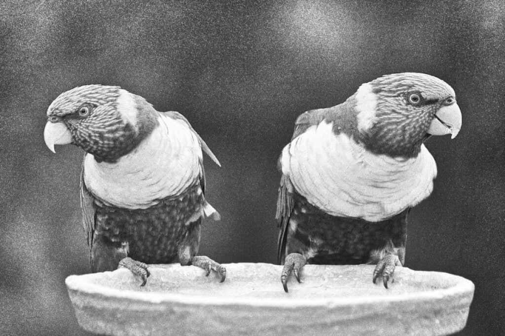 how-to-make-an-image-black-and-white-in-gimp-17-compressed - Online Tech Tips How to Make an Image Grayscale in GIMP image 9 - how-to-make-an-image-black-and-white-in-gimp-17-compressed