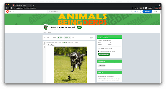 6-Animals-Being-Derps - Online Tech Tips r/AnimalsBeingDerps image - 6-Animals-Being-Derps