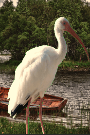 add-background-green-screen-image - Online Tech Tips How To Add a Background To a Perfect Green Screen Image in Photoshop image 9 - add-background-green-screen-image