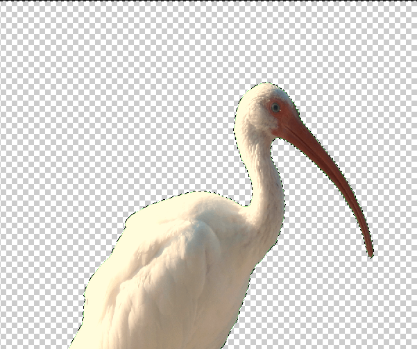 green-screen-photoshop-guide - Online Tech Tips How To Add a Background To a Perfect Green Screen Image in Photoshop image 5 - green-screen-photoshop-guide